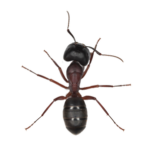 erradicar hormigas madrid