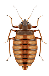 eliminar chinches madrid