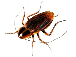 erradicar cucarachas madrid