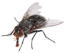 erradicar moscas y mosquitos madrid